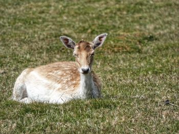Portrait of deer on land
