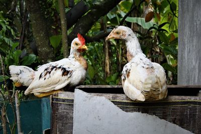 View of birds perching on wood