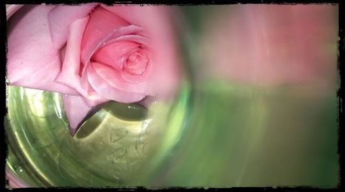 Close-up of pink flowers