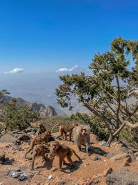 View of monkey in the mountain