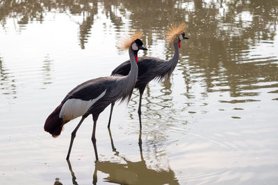 View of bird in lake