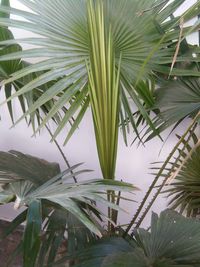 Close-up of palm leaf