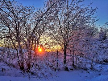 Bare trees on landscape at sunset