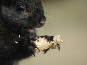 Close-up of a eating food