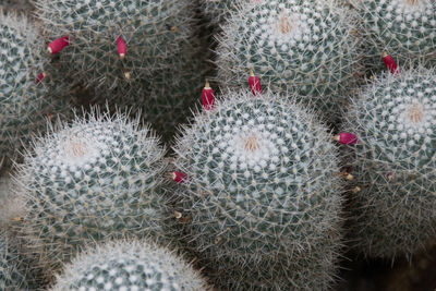 Full frame shot of succulent plants