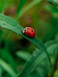 Close-up of ladybug on leaf