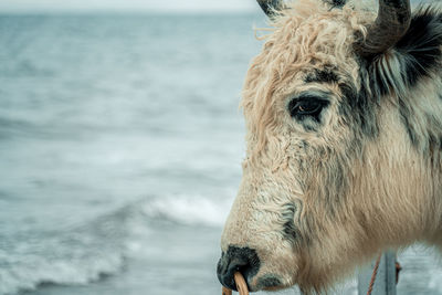 Close-up of a horse in sea