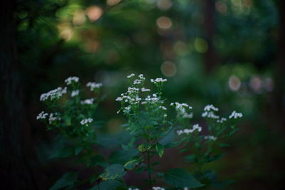 Close-up of plant