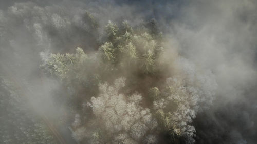 Scenic view of forest