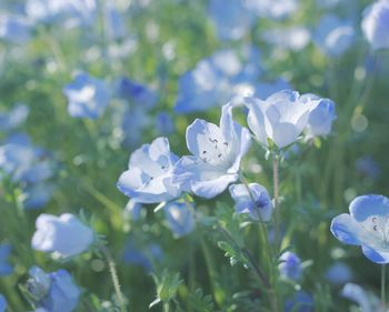 Close-up of white flowering plants