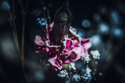 Close-up of pink flowers