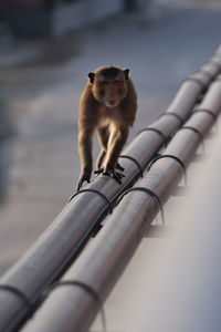 Monkey walks on a steel pipe of a concrete wall.