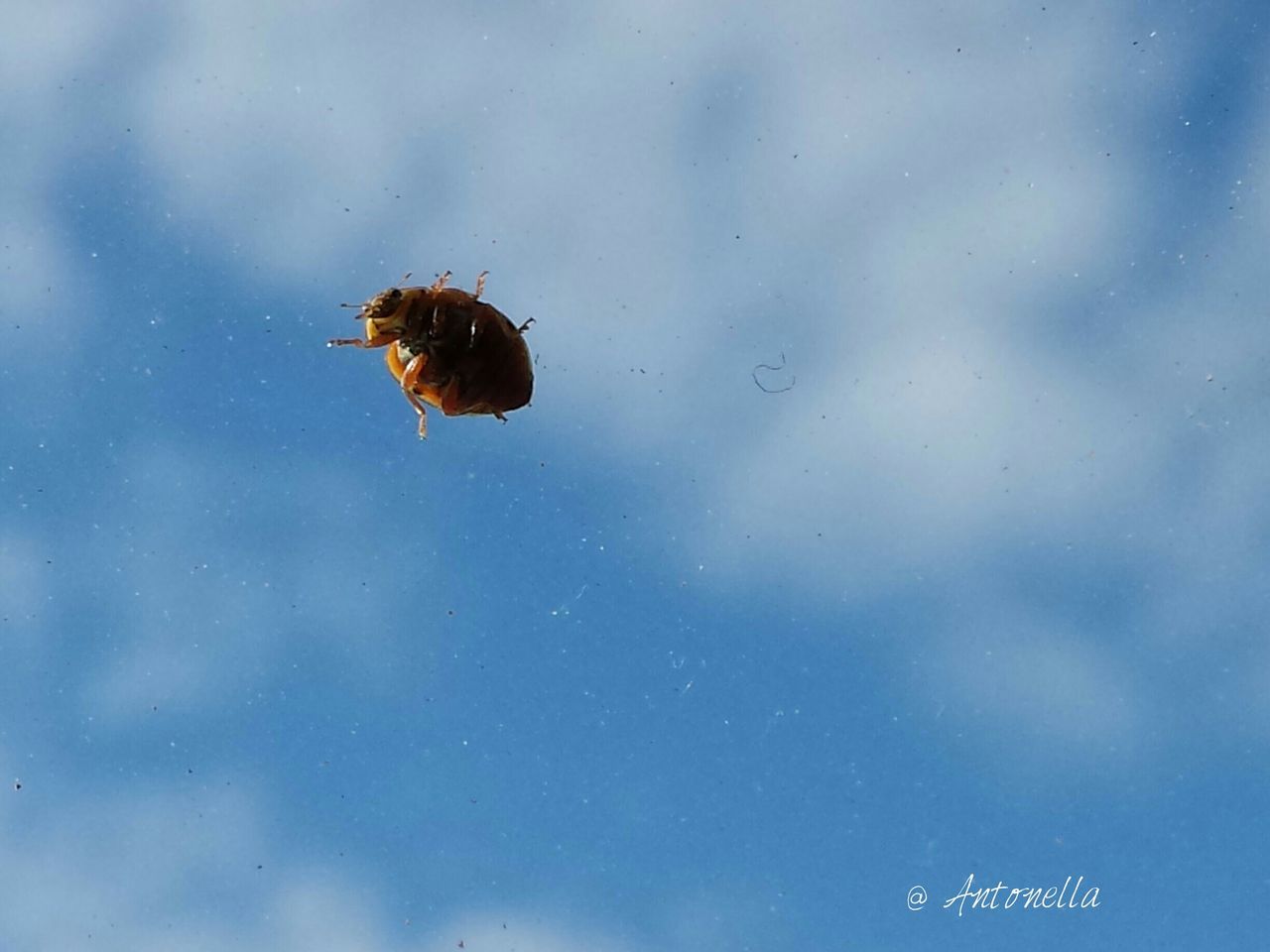 animal themes, animals in the wild, sky, wildlife, water, transparent, insect, low angle view, window, glass - material, wet, spider, nature, drop, cloud - sky, weather, no people, one animal, reflection