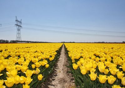 Road passing through field