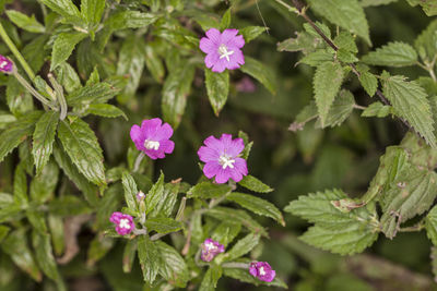 Close-up of pink flowering plant