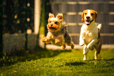 Cute yorkshire terrier dog and beagle dog chese each other in backyard. running and jumping with toy 