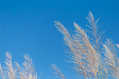 Outdoor pampas grass  with beautiful sky,copy space.