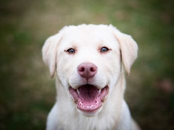 Close-up portrait of dog