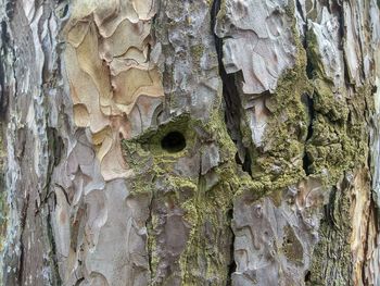 Full frame shot of tree trunk