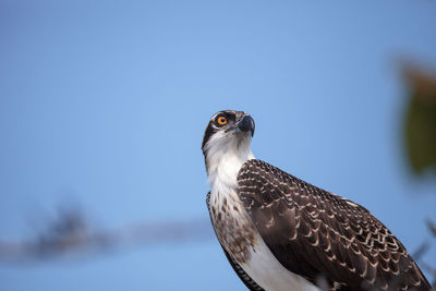 Osprey bird of prey pandion haliaetus perches on a tree at clam pass in naples, florida 