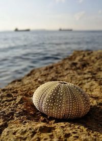 Close-up of seashell on rock at beach against sky