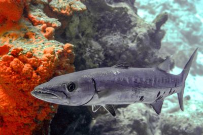 Fish swimming in sea