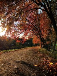 Trees growing in field during autumn