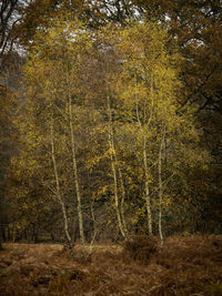 Trees in forest during autumn