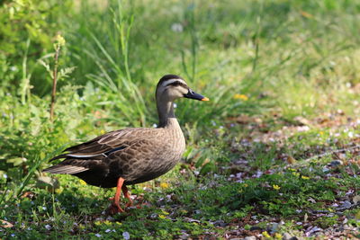 Close-up of duck on field