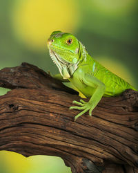 Close-up of lizard on tree