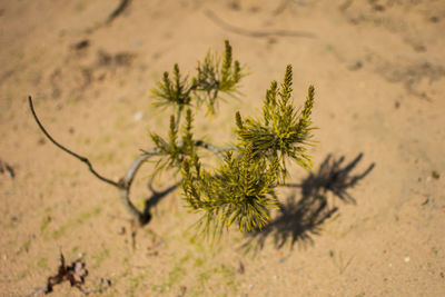 High angle view of plants on sand