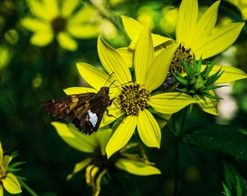 Close-up of butterfly pollinating on yellow flower