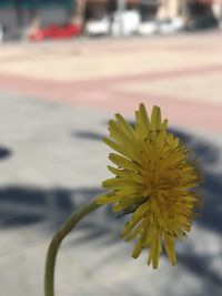 Close-up of yellow flower