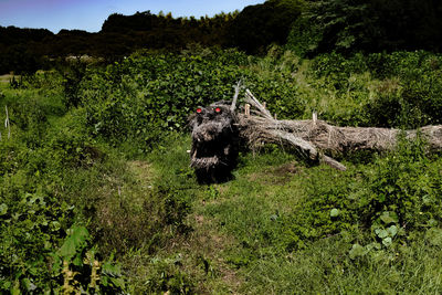 View of an animal on field