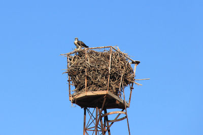 Low angle view of bird on nest against clear blue sky