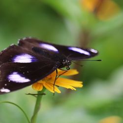 Close-up of butterfly pollinating on purple flower