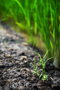 Close-up of plant growing on field