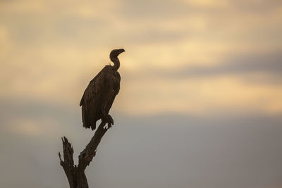 Bird perching on a tree