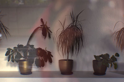 Close-up of potted plants on table at home