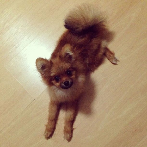 animal themes, one animal, pets, mammal, domestic animals, dog, high angle view, indoors, young animal, flooring, looking at camera, portrait, wood - material, hardwood floor, full length, cute, sitting, wooden, brown, floor