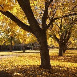 Trees on landscape during autumn