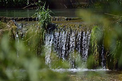 Reflection of trees in water