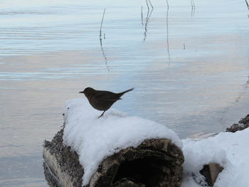 Bird in lake