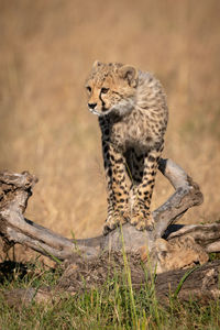 Family of cheetah relaxing on field