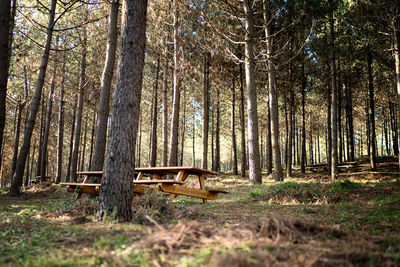 Empty bench amidst trees in forest