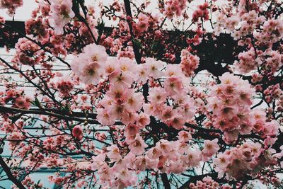 Low angle view of pink flowers on tree