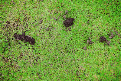 High angle view of leaf on field