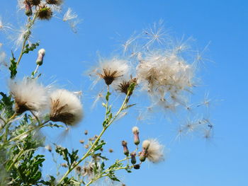 Close-up of dandelion against blue sky