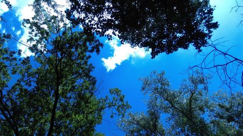 Low angle view of tree against blue sky