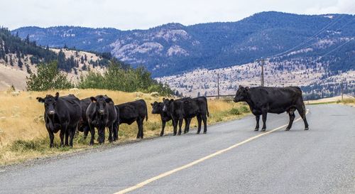 Cows crossing a road